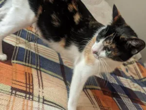 Gato raça SRD-ViraLata idade 2 a 6 meses nome MARIA ALICE