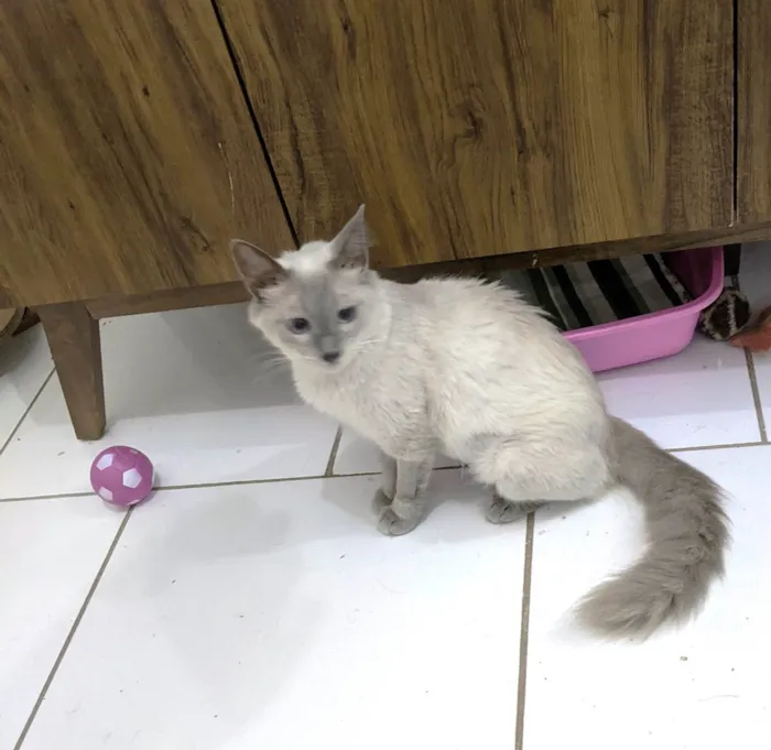 Gato ra a SRD-ViraLata idade 7 a 11 meses nome Pamela