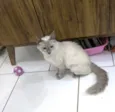 Pamela