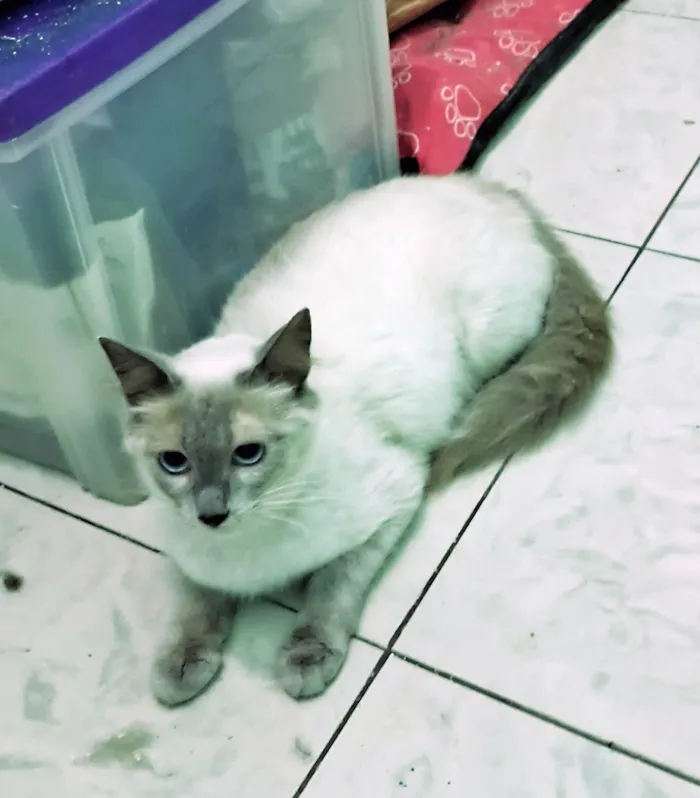 Gato ra a SRD-ViraLata idade 7 a 11 meses nome Pamela