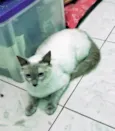 Pamela