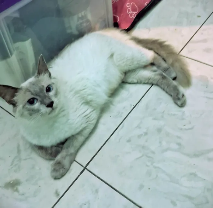 Gato ra a SRD-ViraLata idade 7 a 11 meses nome Pamela