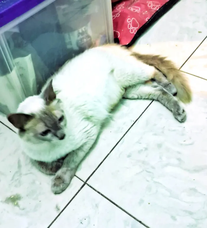 Gato ra a SRD-ViraLata idade 7 a 11 meses nome Pamela