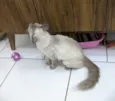 Pamela