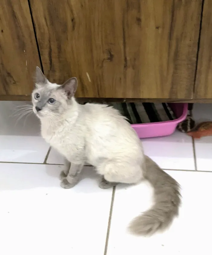 Gato ra a SRD-ViraLata idade 7 a 11 meses nome Pamela