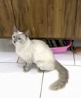 Pamela