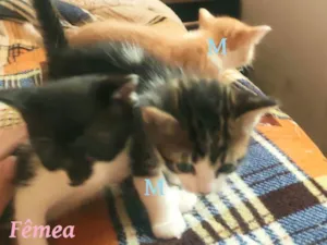 Gato raça SRD-ViraLata idade Abaixo de 2 meses nome 3 MANOS CANOAS RS