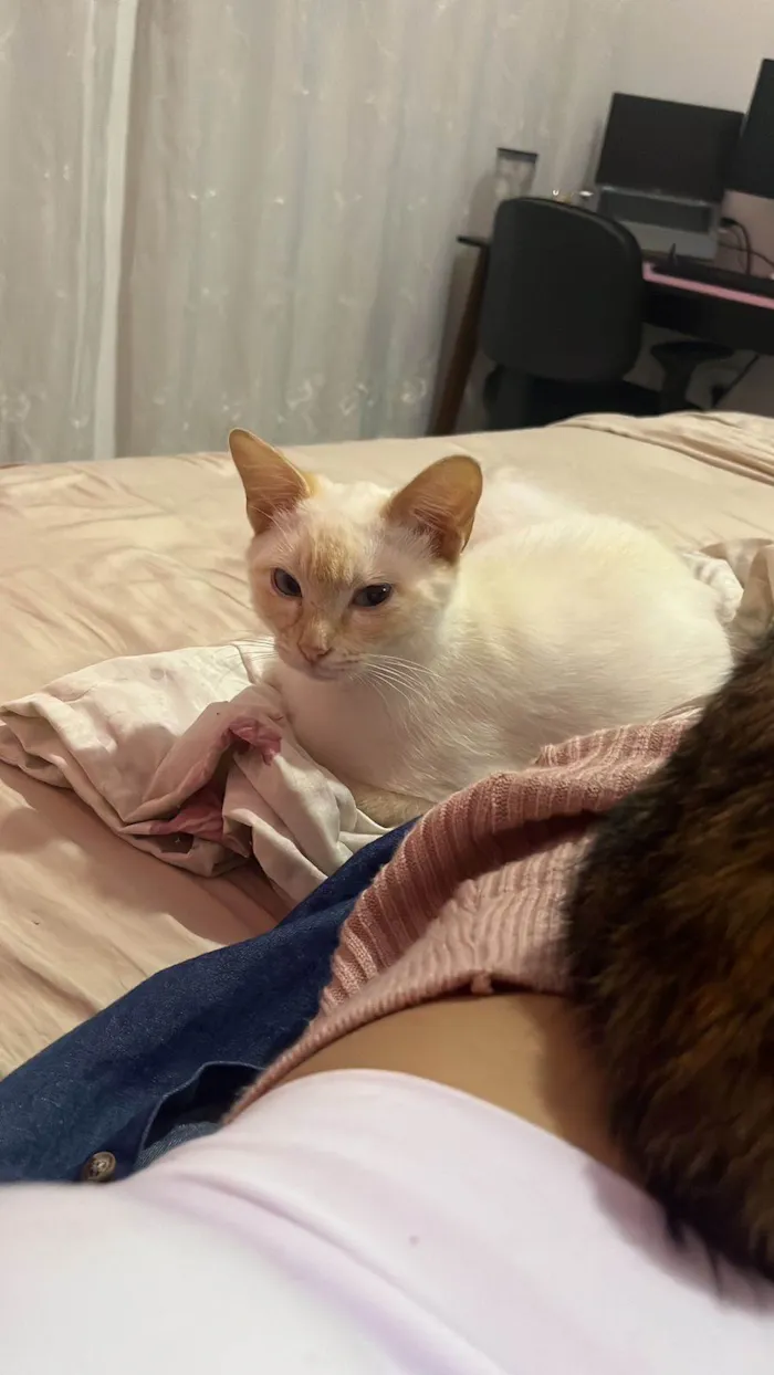 Gato ra a Srd idade 2 a 6 meses nome Leticia