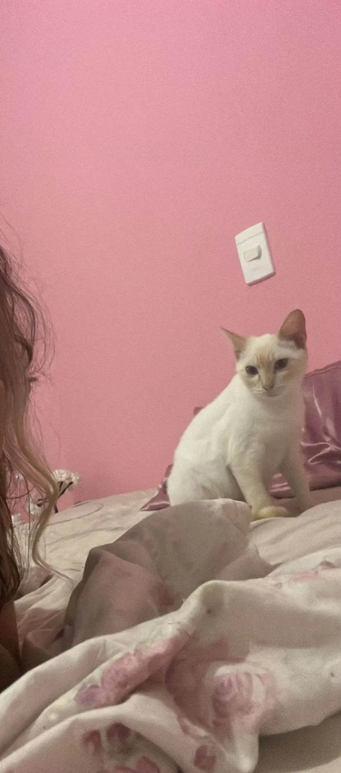 Gato ra a Srd idade 2 a 6 meses nome Leticia