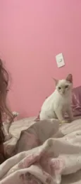 Leticia