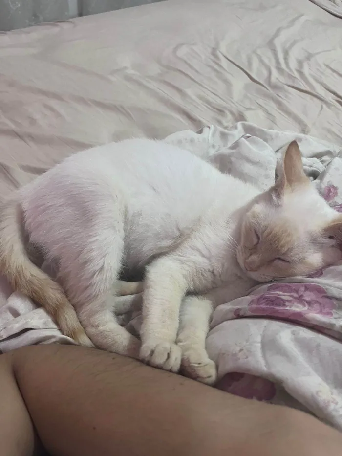 Gato ra a Srd idade 2 a 6 meses nome Leticia