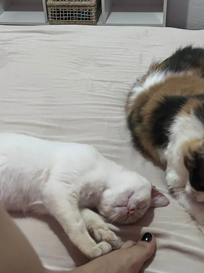 Gato ra a Srd idade 2 a 6 meses nome Leticia