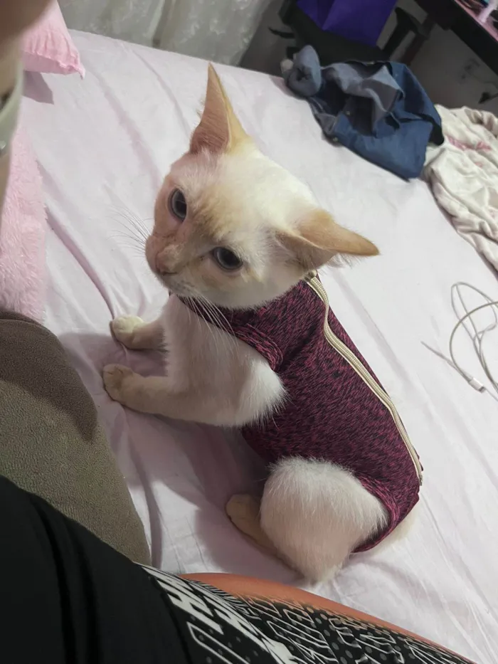Gato ra a Srd idade 2 a 6 meses nome Leticia