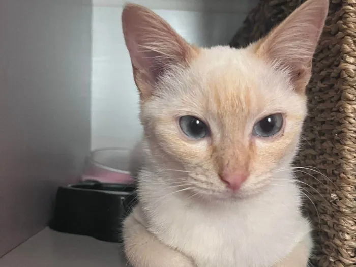Gato ra a Srd idade 2 a 6 meses nome Leticia