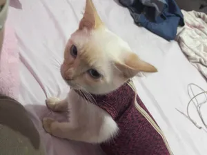 Gato raça Srd idade 2 a 6 meses nome Leticia