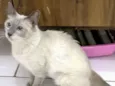 Pamela
