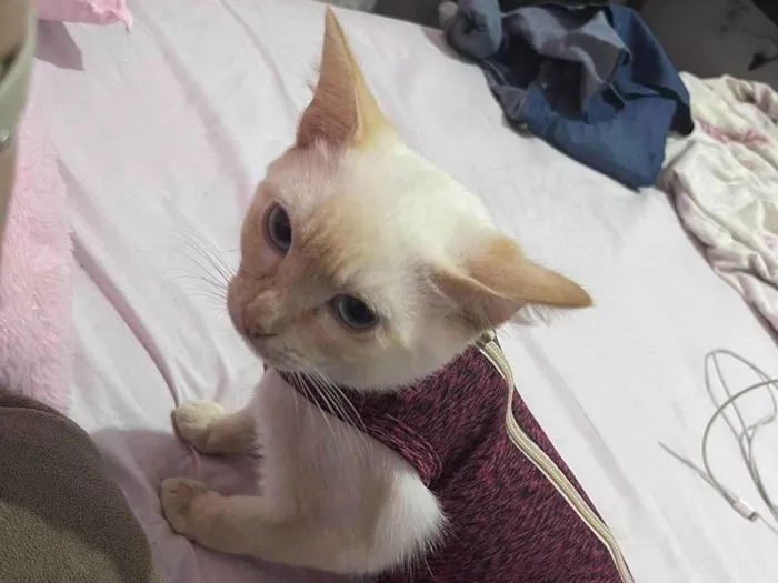 Gato ra a Srd idade 2 a 6 meses nome Leticia