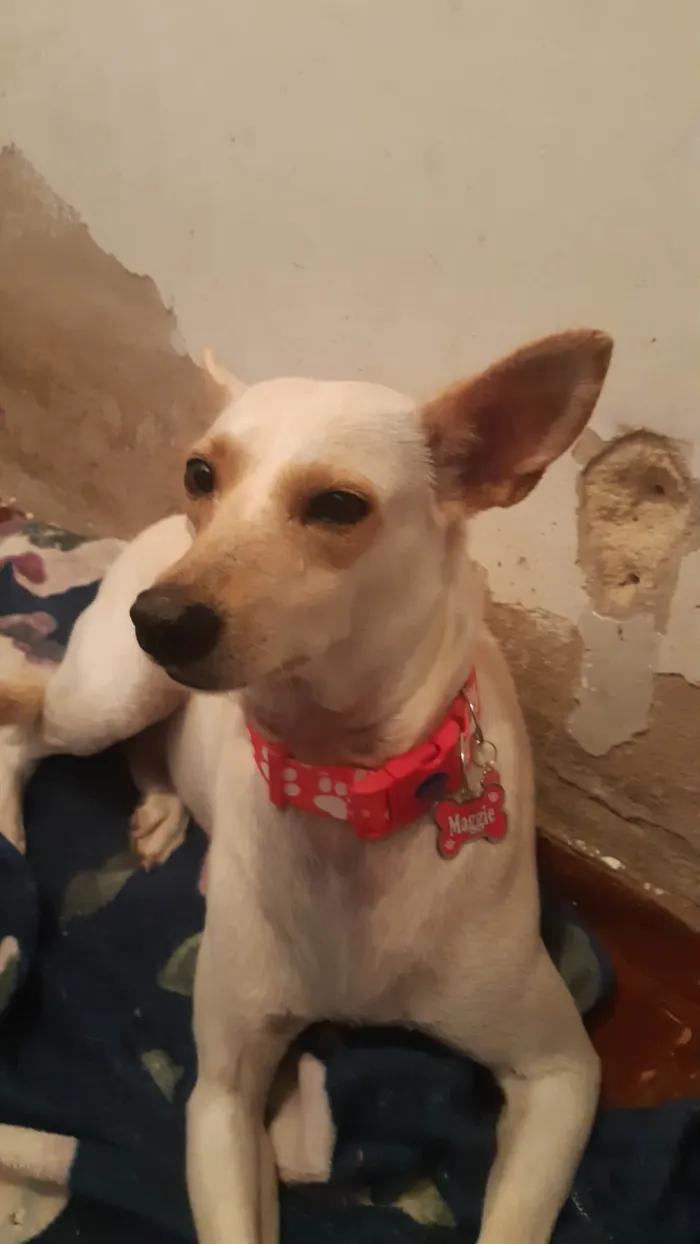 Cachorro ra a SRD-ViraLata idade 2 anos nome Meggie e Luna