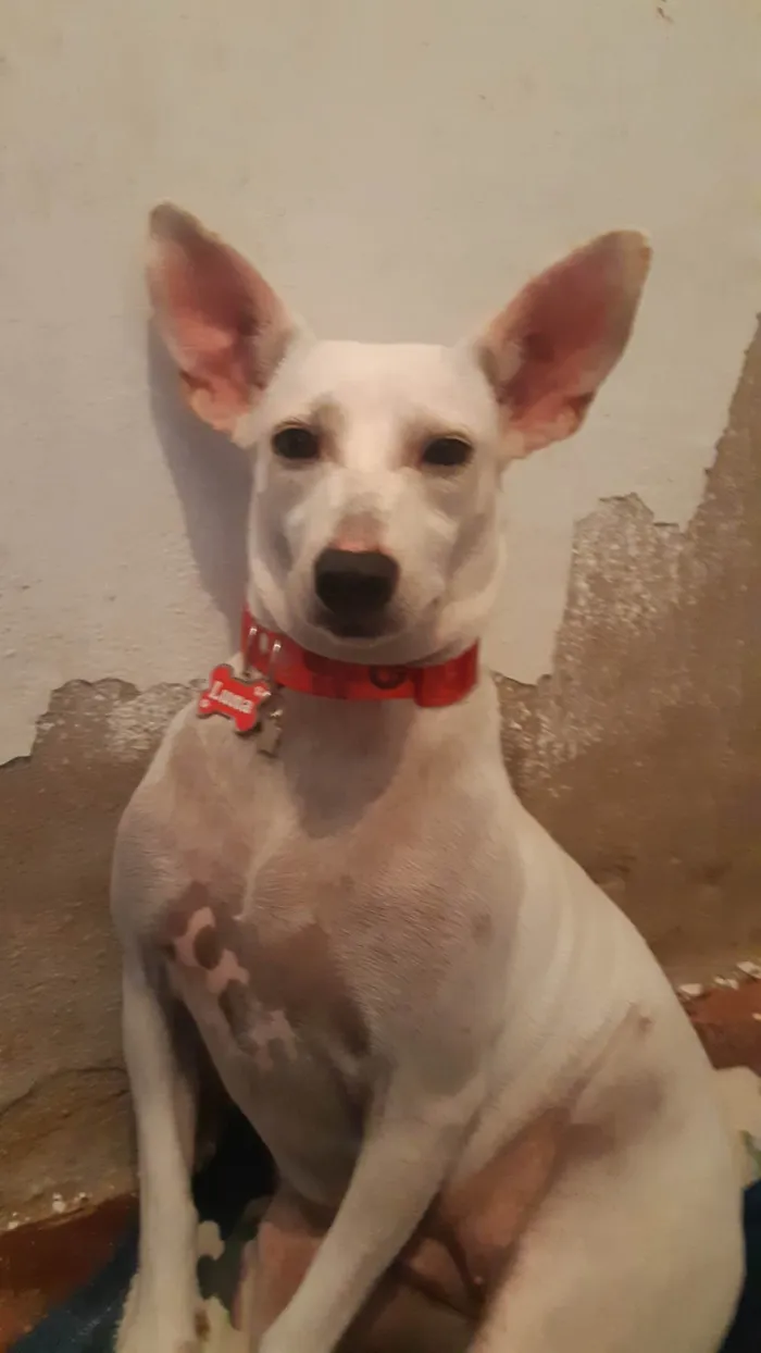 Cachorro ra a SRD-ViraLata idade 2 anos nome Meggie e Luna