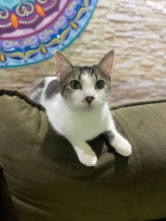 Gato ra a Srd idade 7 a 11 meses nome Nininha