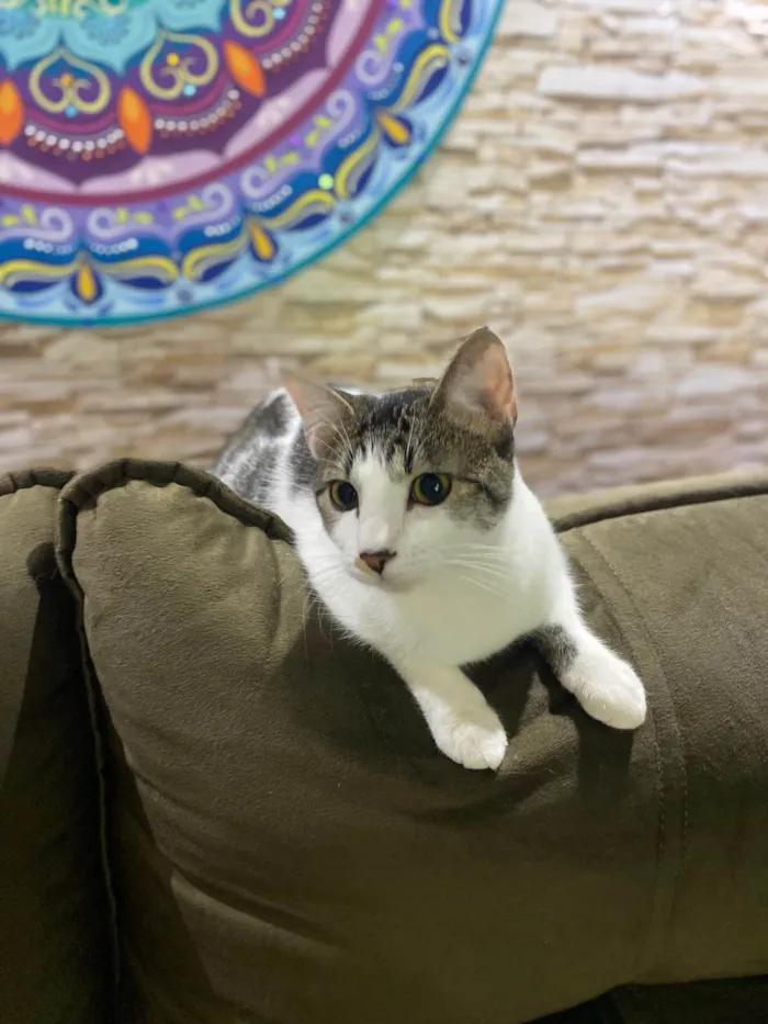 Gato ra a Srd idade 7 a 11 meses nome Nininha
