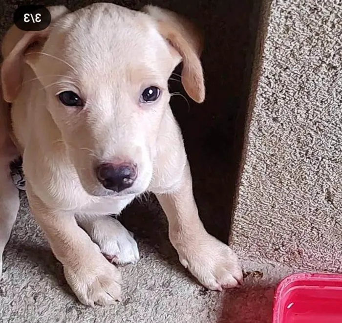 Cachorro ra a SRD-ViraLata idade 2 a 6 meses nome Coockie &Cia