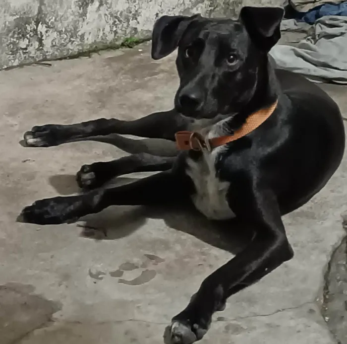 Cachorro ra a SRD-ViraLata idade 1 ano nome Oreo