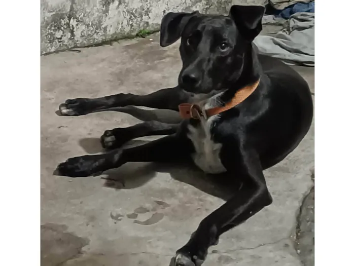 Cachorro ra a SRD-ViraLata idade 1 ano nome Oreo