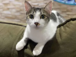 Gato raça Srd idade 7 a 11 meses nome Nininha