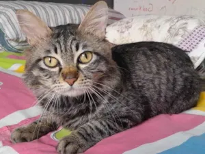 Gato raça Srd idade 2 anos nome Felix