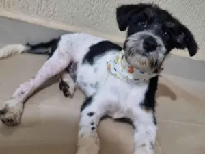 Cachorro raça SRD-ViraLata idade 7 a 11 meses nome pablo ferreira