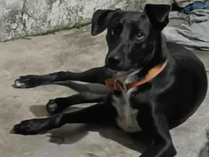 Cachorro raça SRD-ViraLata idade 1 ano nome Oreo