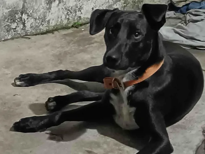 Cachorro ra a SRD-ViraLata idade 1 ano nome Oreo