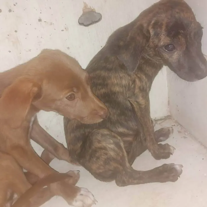 Cachorro ra a SRD-ViraLata idade 2 a 6 meses nome Dália &Dallas