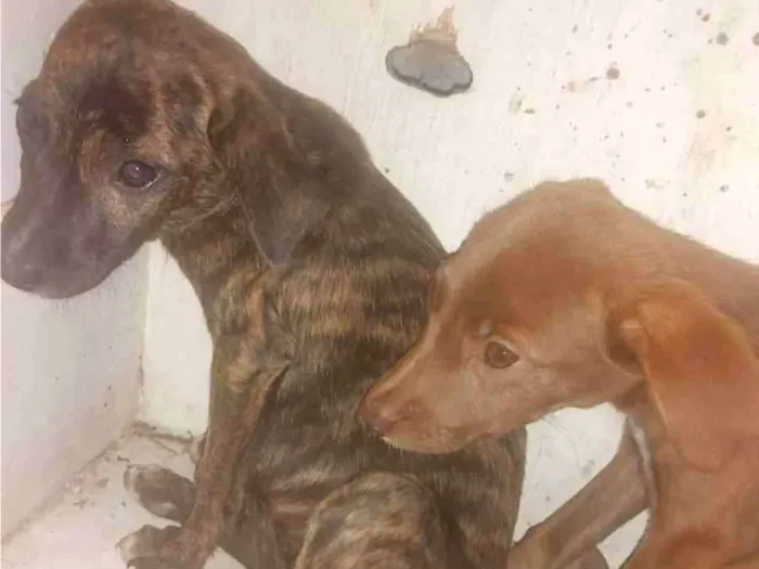Cachorro ra a SRD-ViraLata idade 2 a 6 meses nome Dália &Dallas