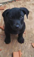 Pretinho