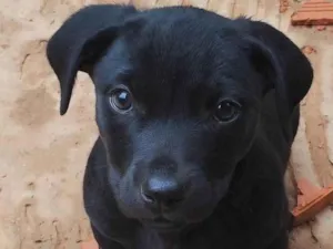 Cachorro raça SRD-ViraLata idade 2 a 6 meses nome Pretinho