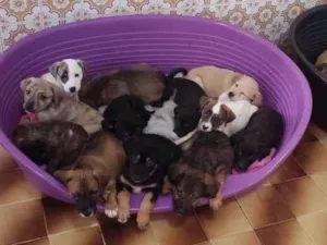 Cachorro raça SRD-ViraLata idade 2 a 6 meses nome Bebês para adoção responsável 