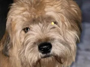 Cachorro raça Mestico  idade 2 anos nome Toddy