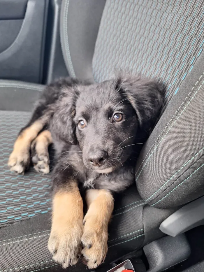 Cachorro ra a SRD-ViraLata idade 2 a 6 meses nome Aisha