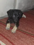 Aisha