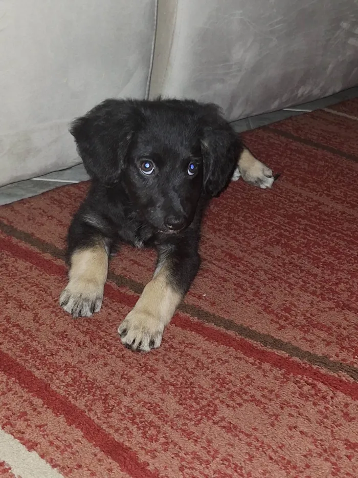 Cachorro ra a SRD-ViraLata idade 2 a 6 meses nome Aisha