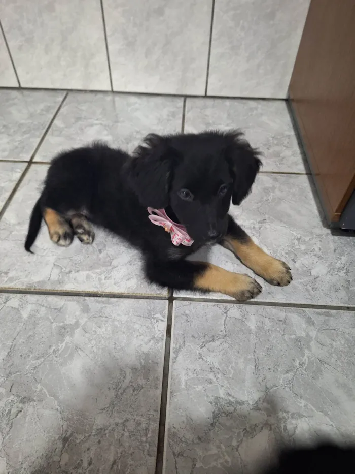 Cachorro ra a SRD-ViraLata idade 2 a 6 meses nome Aisha