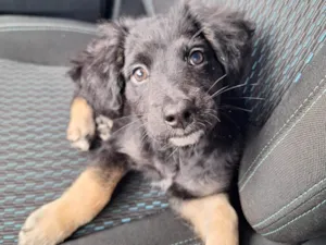 Cachorro raça SRD-ViraLata idade 2 a 6 meses nome Aisha