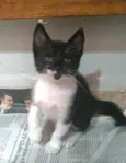 TRÊS BEBÊS GATINHOS