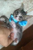TRÊS BEBÊS GATINHOS
