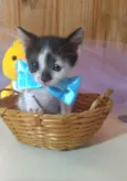 TRÊS BEBÊS GATINHOS