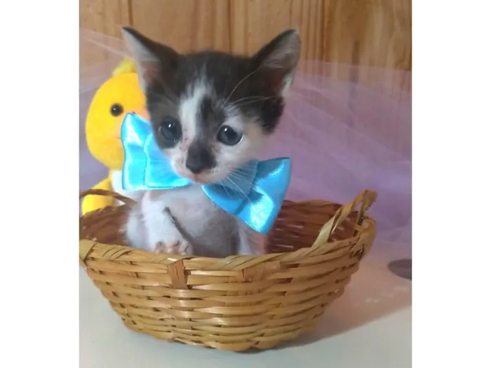 Gato ra a srd idade 2 a 6 meses nome TRÊS BEBÊS GATINHOS