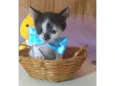 TRÊS BEBÊS GATINHOS