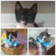 TRÊS BEBÊS GATINHOS